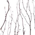 birch | 3form